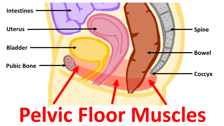 Pelvic Floor Dysfunction